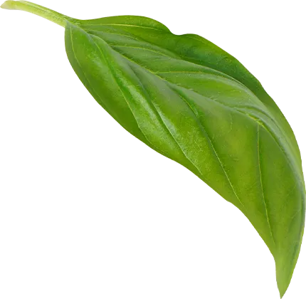 Hoja